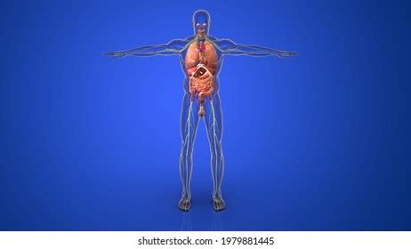 Human Organs Anatomy 3d Illustration Stock Illustration 1979881445 ...