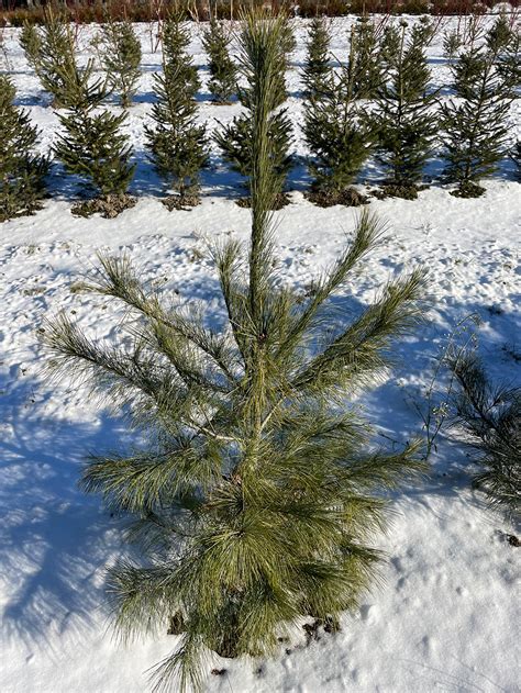 Pinus Strobus Horticulture Latremouille