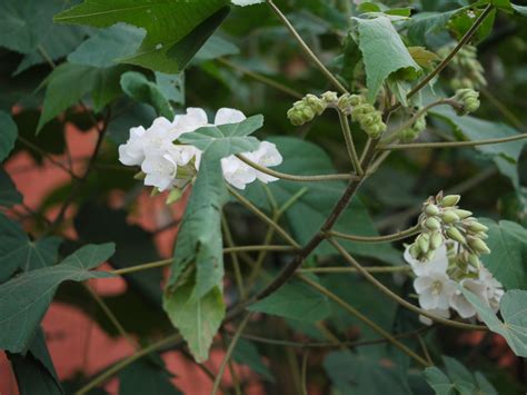 Dombeya Wallichii Lindl K Schum Dinesh Valke Flickr