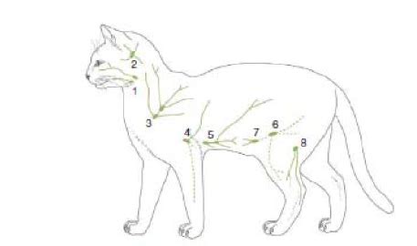 Lymphatics - palpable lymph nodes cat Diagram | Quizlet