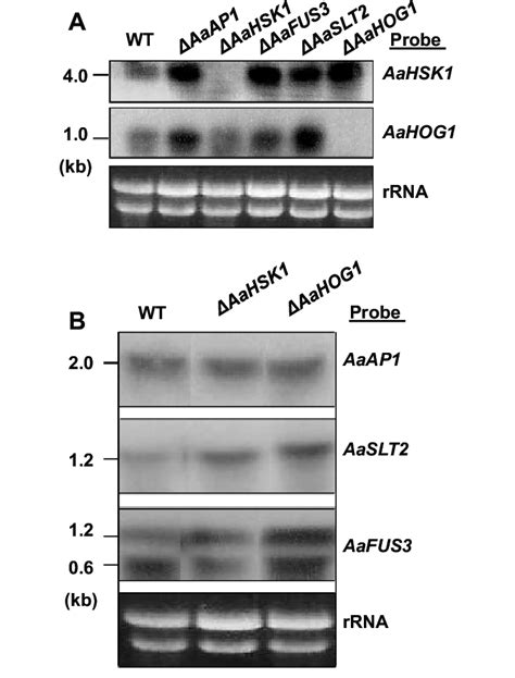 Transcriptional Inhibition A B Northern Blot Hybridization Of