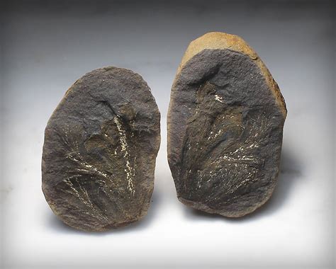 Aphlebia spinosa? - Fossil ID - The Fossil Forum