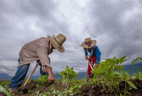 M Xico Promueve La Agricultura Sustentable Para Mitigar Efectos Del