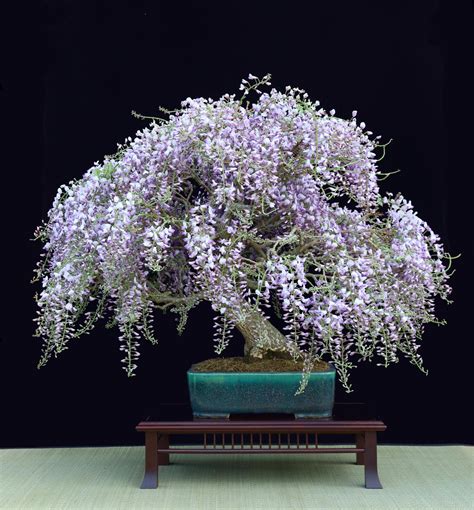 Wisteria Bonsai : r/Bonsai