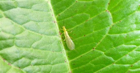 Three new insect species discovered in Macedonia | riverwatch.eu