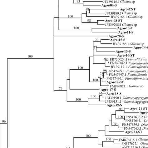 Neighbor Joining Phylogram Of AMF Sequences Obtained From Plant Roots