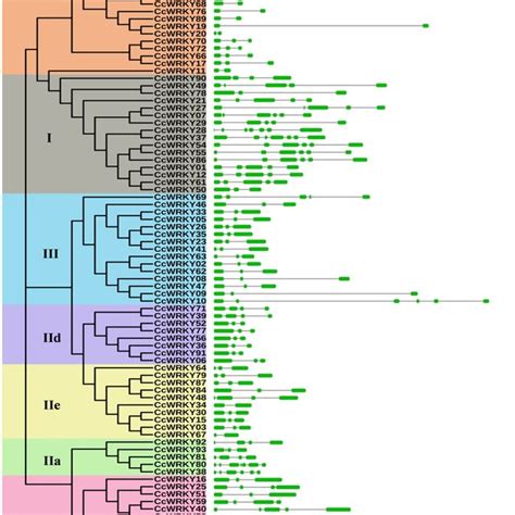 The Intron Exon Structure Organization Of 94 Wrky Genes Identified In