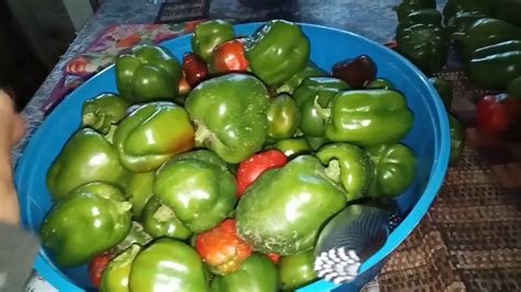 Harvest Again So Productive The Bell Peppers Youtube