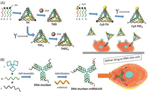 A Schematic Illustration Of Dna Tetrahedron Nanoarchitecture Download Scientific Diagram