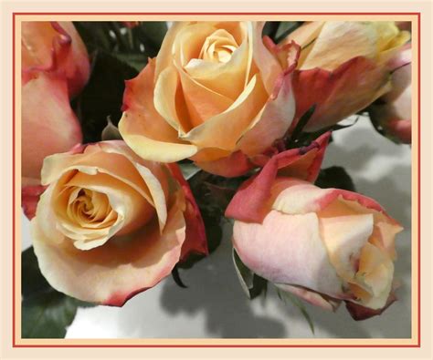 Solve Rozen In Volle Pracht Jigsaw Puzzle Online With Pieces