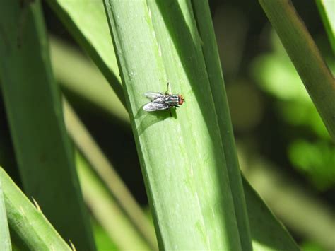 Typical Flesh Flies From Bioparque 37000 Melo Departamento De Cerro