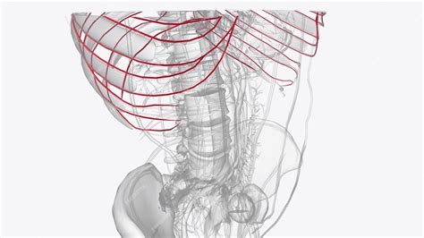 Premium Photo | Arteries of Thorax Thoracic Artery Subclavian Artery Pulmonary Artery Carotid ...