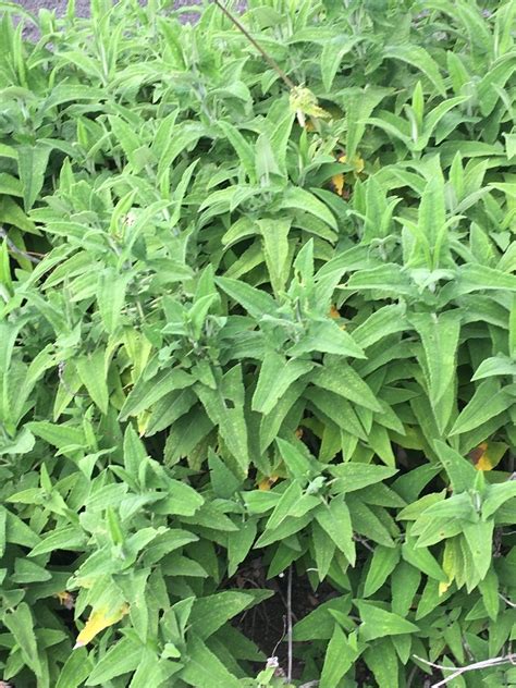 Salvia Sagittata Arrowleaf Sage North Carolina Extension Gardener