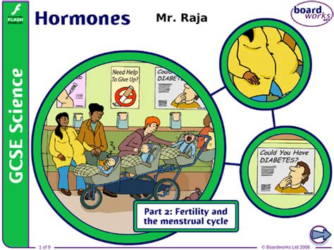 Gcse Hormones Pt2 Fertility And The Menstrual Cycle Teaching Resources