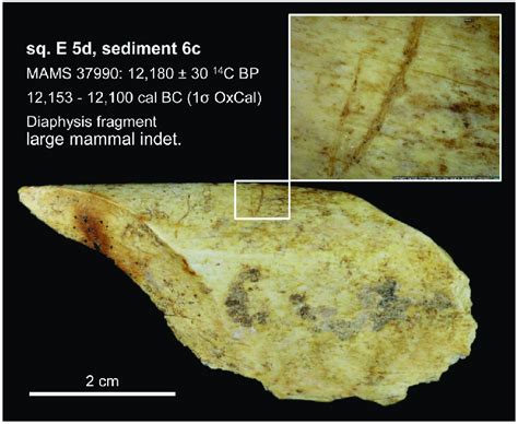 Small fragment of a larger mammal diaphysis cracked open while fresh... | Download Scientific ...