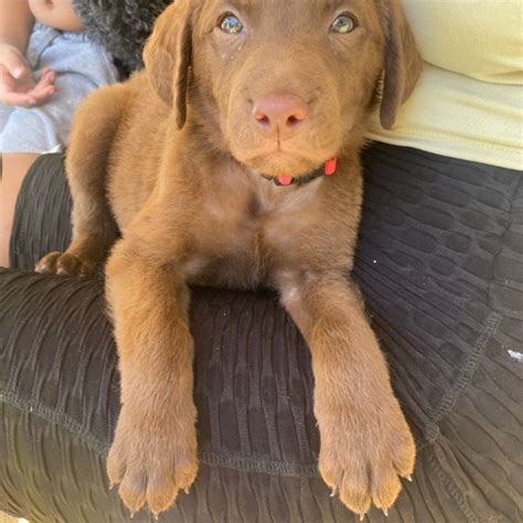 Chesapeake Bay Retriever Mix Dog Breed The Cutest Chesapeake Bay