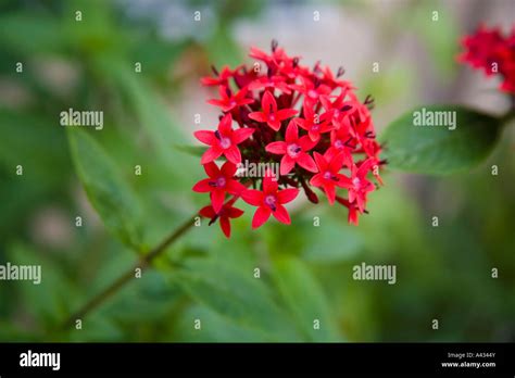 Penta flower head, a perennial in Florida Stock Photo - Alamy