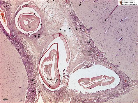 Dirofilaria Sp Roundworms Monster Hunters Guide To Veterinary Parasitology