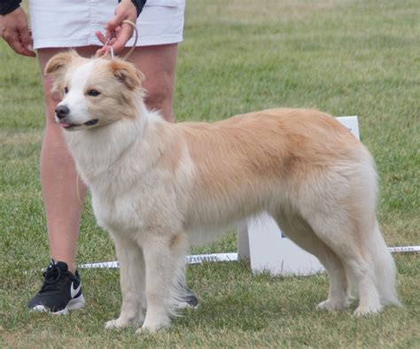 learn  dog breeds