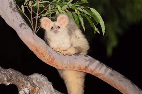 Greater Glider Species At Donald Hood Blog