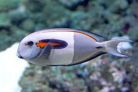 Soin Du Tang Paule Orange Acanthurus Olivaceus