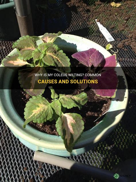 Why Is My Coleus Wilting Common Causes And Solutions Shuncy