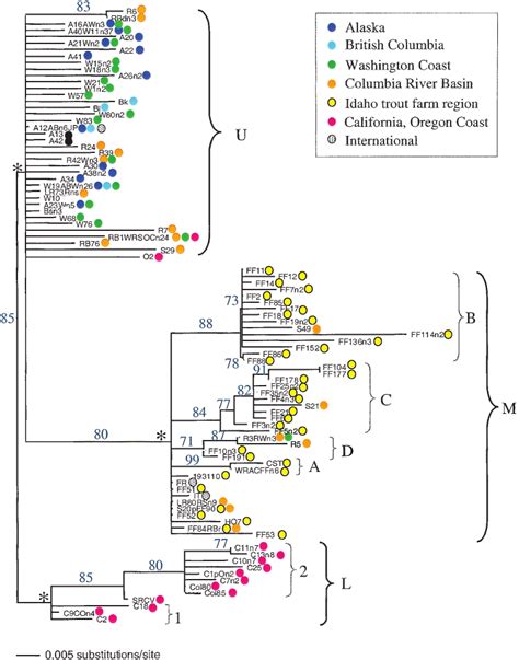 Representative Unrooted Phylogenetic Tree Indicating Evolutionary