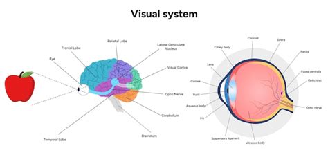 Premium Vector | Brain anatomy areas parts functions Colorful section ... 