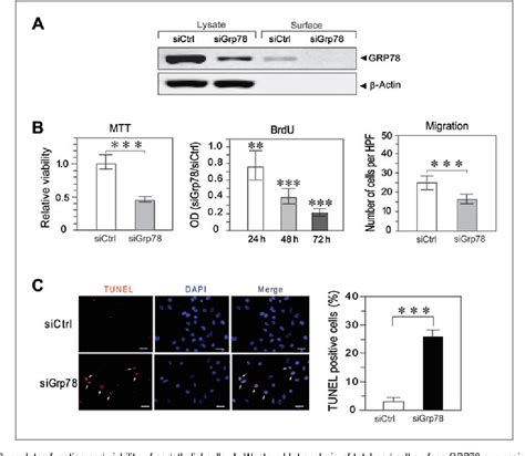 Figure 6 From A Critical Role For GRP78 BiP In The Tumor