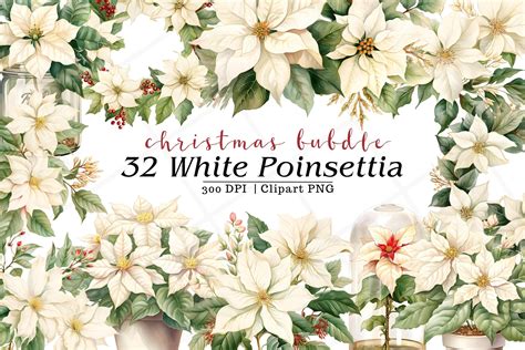 White Poinsettia Christmas Watercolor Graphic by Rabbyx · Creative Fabrica