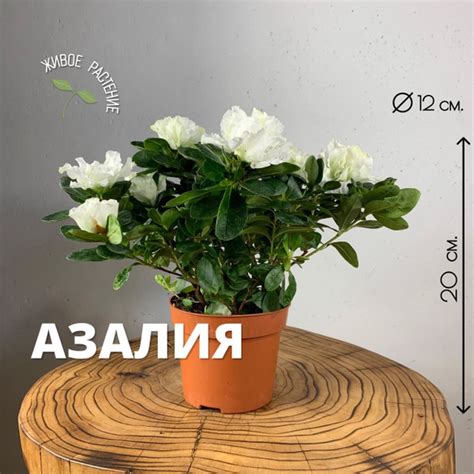Азалия комнатное живое растение, диаметр горшка 12 см. купить на OZON ...