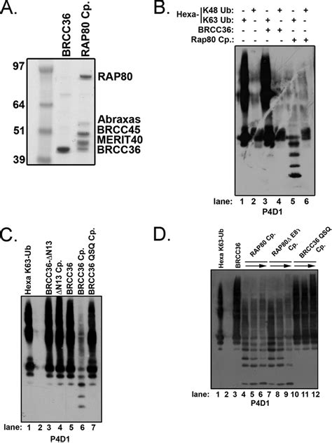 BRCC36 requires interactions within the RAP80 complex for DUB activity ...