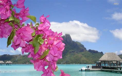 Flowers Tropical Beach Wallpapers Top Free Flowers Tropical Beach