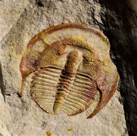 China Guangxi Cambrian Upper Cambrian Member Collections The Fossil