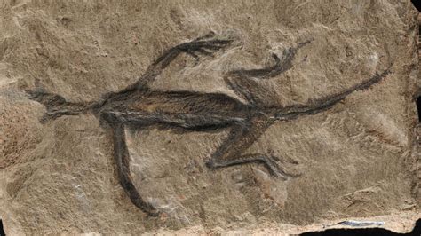 Ancient reptile fossil revealed as a forgery | CNN