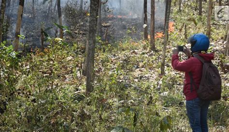 FOTO Diduga Akibat Puntung Rokok Kebakaran Hanguskan Hutan Jati Di