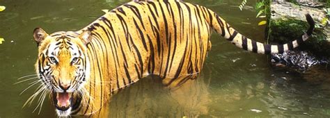 Sundarban Package Tours At Best Price In Kolkata ID 6983122048