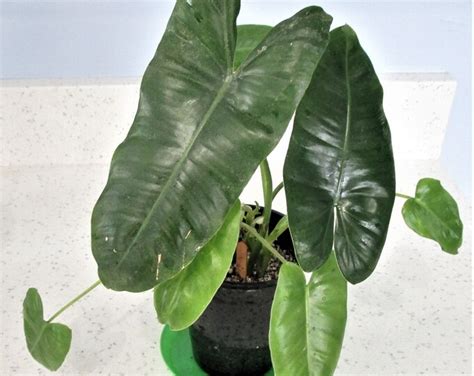 Philodendron BURLE MARX 4 Pot Size Rooted Plant Etsy