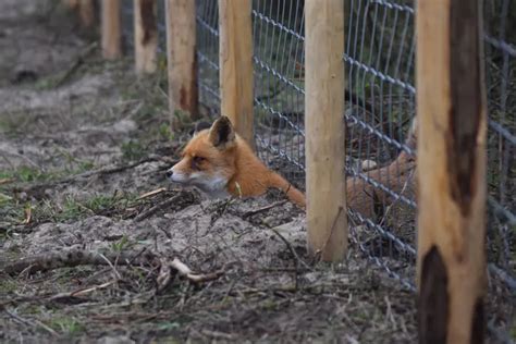 Comment Prot Ger Les Poules Des Renards Astuces Ing Nieuses