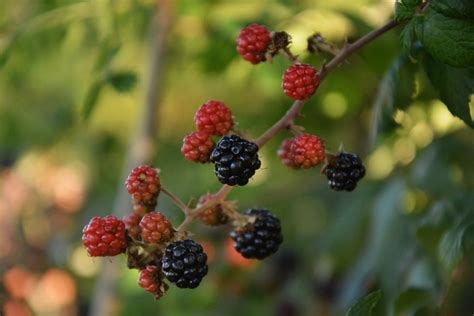 Consejos Para Plantar Y Cuidar La Zarzamora Rubus Ulmifolius En Tu