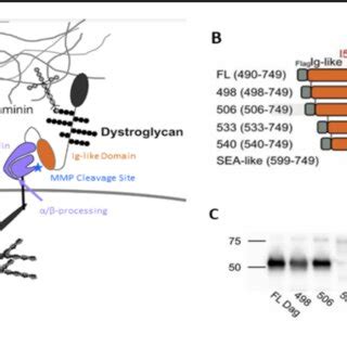 Dystroglycan α β processing requires both Ig like and SEAlike domains