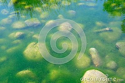 Green Pond Algae Stock Photos - Image: 9025403