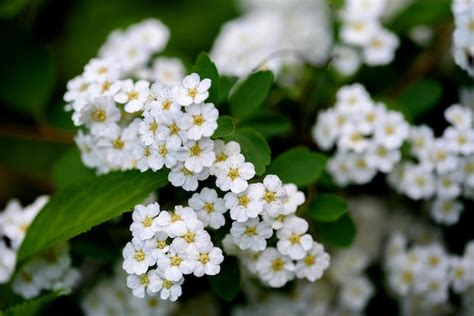 Premium Photo Spiraea Cantoniensis The Reeve39s Spiraea Bridalwreath