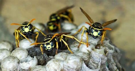 Wasp Control And Nest Removal Service Ecopro Pest Control