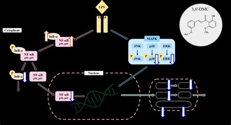 Schematic Diagram Of The Proposed Mechanism Regulating The Inhibitory