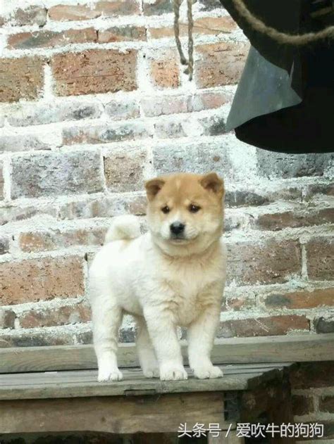 為什麼國人要堅持養中華田園犬 這是在傳承中國幾千年的犬文化 每日頭條