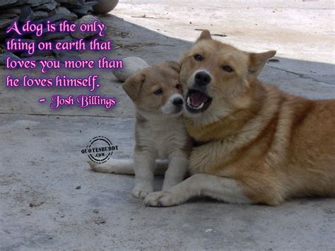 Animal Lover Quotes. QuotesGram