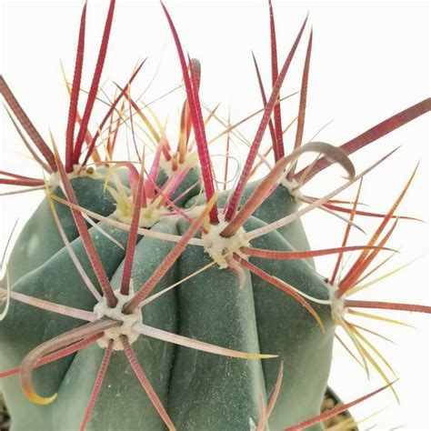 Ferocactus Fordii 10 Cm Cactaceae Giromagi Vendita Piante Grasse