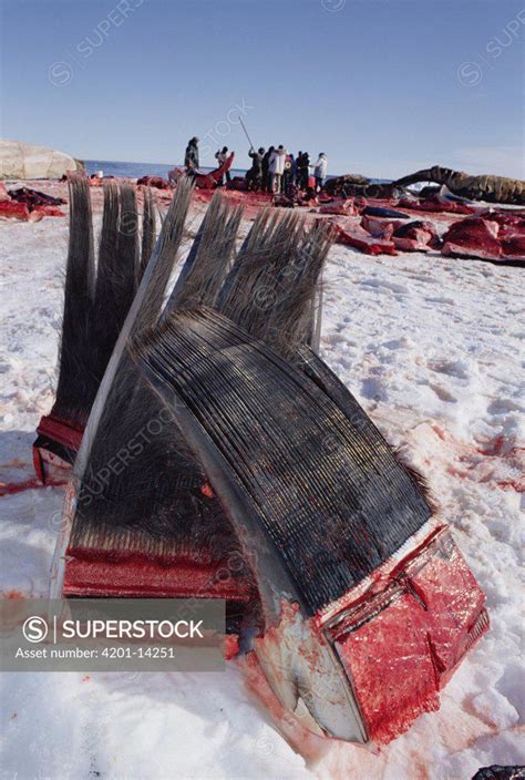 Bowhead Whale Balaena Mysticetus Harvested Baleen Barrow Alaska