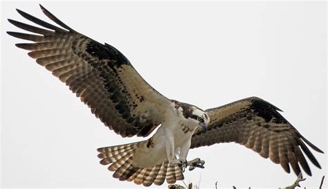 Osprey Landing Photograph by Larry Nieland | Pixels